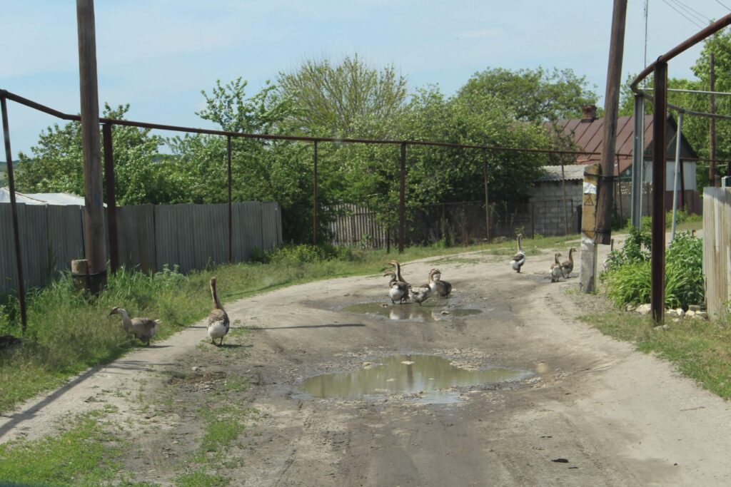 Спільний гуманітарний проєкт: Петропавлівка та Щастя | БФ «Схід SOS», картинка №13