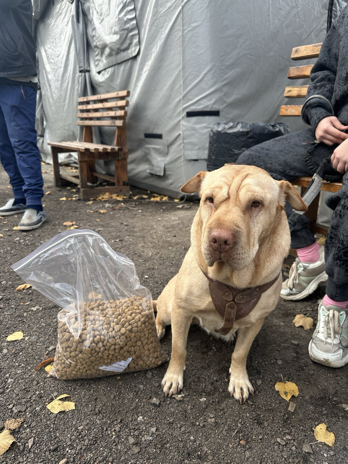 14 грудня в Україні відзначають День благодійництва | БФ «Схід SOS», картинка №8