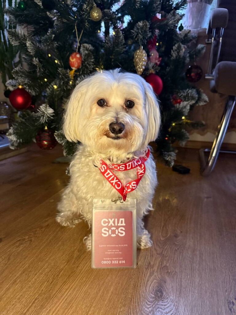 Суперкоманда БФ «Схід SOS»: продовжуємо розповідати про наших хвостатих помічників і помічниць | БФ «Схід SOS», картинка №12