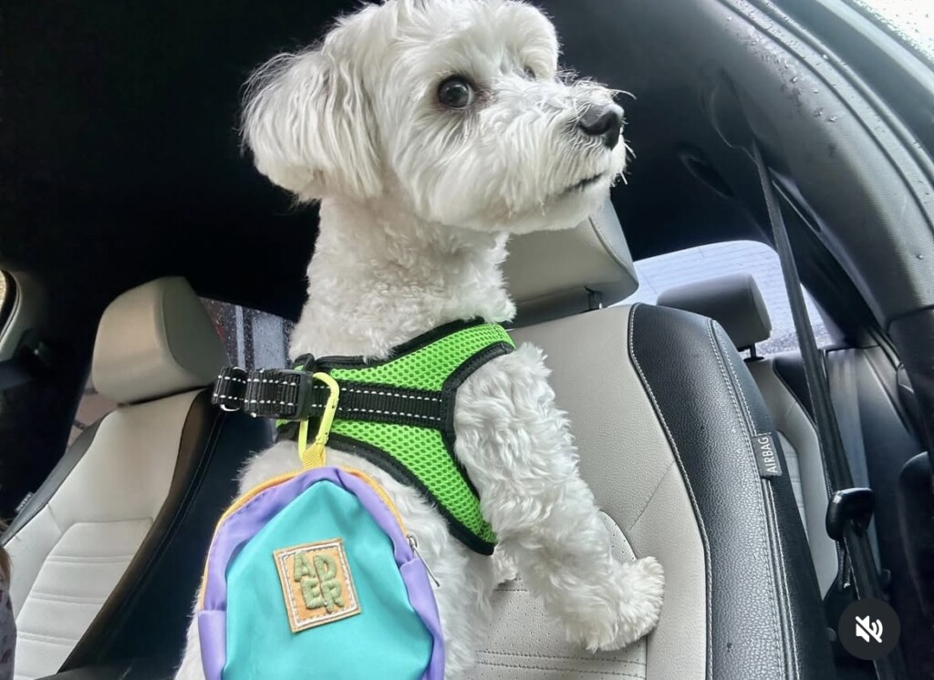 Суперкоманда БФ «Схід SOS»: продовжуємо розповідати про наших хвостатих помічників і помічниць | БФ «Схід SOS», картинка №13