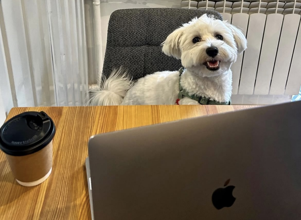 Суперкоманда БФ «Схід SOS»: продовжуємо розповідати про наших хвостатих помічників і помічниць | БФ «Схід SOS», картинка №15