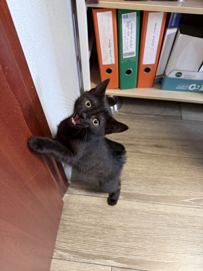 Суперкоманда «Схід SOS»: розповідаємо про хвостатих помічників фонду | БФ «Схід SOS», картинка №9