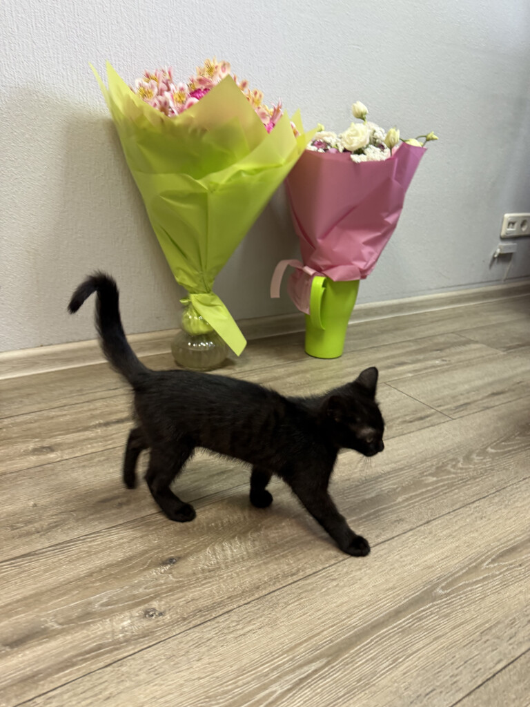 Суперкоманда «Схід SOS»: розповідаємо про хвостатих помічників фонду | БФ «Схід SOS», картинка №10