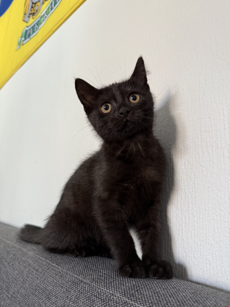 Суперкоманда «Схід SOS»: розповідаємо про хвостатих помічників фонду | БФ «Схід SOS», картинка №11