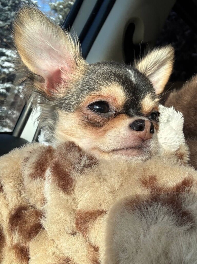 Суперкоманда БФ «Схід SOS»: продовжуємо розповідати про наших хвостатих помічників і помічниць | БФ «Схід SOS», картинка №7