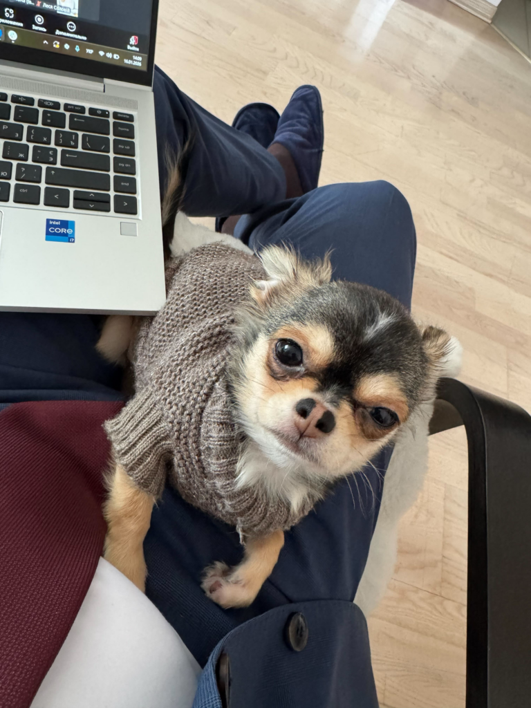 Суперкоманда БФ «Схід SOS»: продовжуємо розповідати про наших хвостатих помічників і помічниць | БФ «Схід SOS», картинка №6