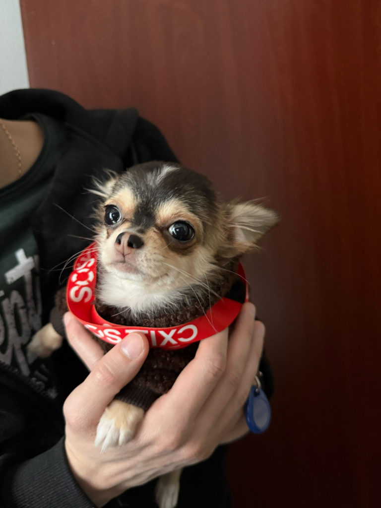 Суперкоманда БФ «Схід SOS»: продовжуємо розповідати про наших хвостатих помічників і помічниць | БФ «Схід SOS», картинка №5