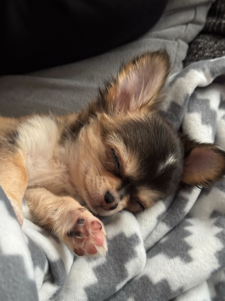 Суперкоманда БФ «Схід SOS»: продовжуємо розповідати про наших хвостатих помічників і помічниць | БФ «Схід SOS», картинка №8