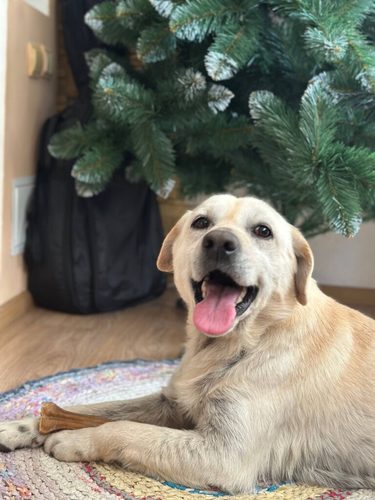 Суперкоманда «Схід SOS»: розповідаємо про хвостатих помічників фонду | БФ «Схід SOS», картинка №2