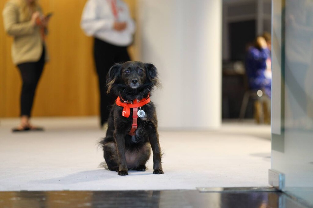 Суперкоманда «Схід SOS»: розповідаємо про хвостатих помічників фонду | БФ «Схід SOS», картинка №5