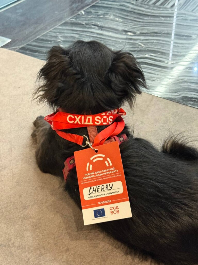 Суперкоманда «Схід SOS»: розповідаємо про хвостатих помічників фонду | БФ «Схід SOS», картинка №7