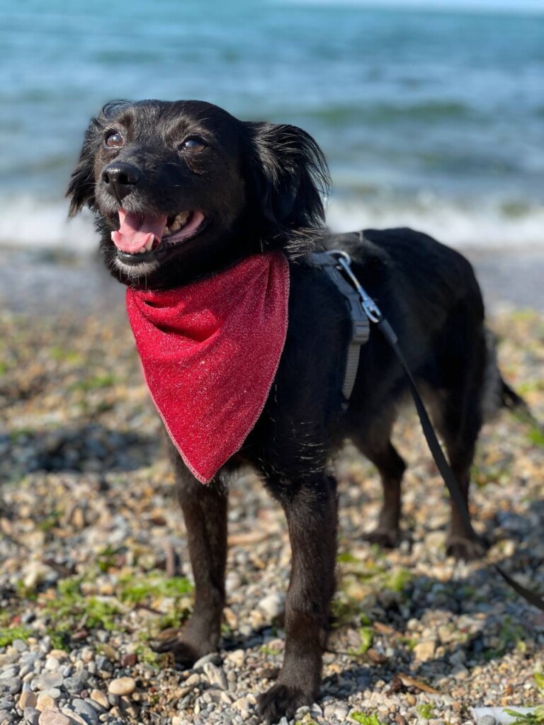 Суперкоманда «Схід SOS»: розповідаємо про хвостатих помічників фонду | БФ «Схід SOS», картинка №8