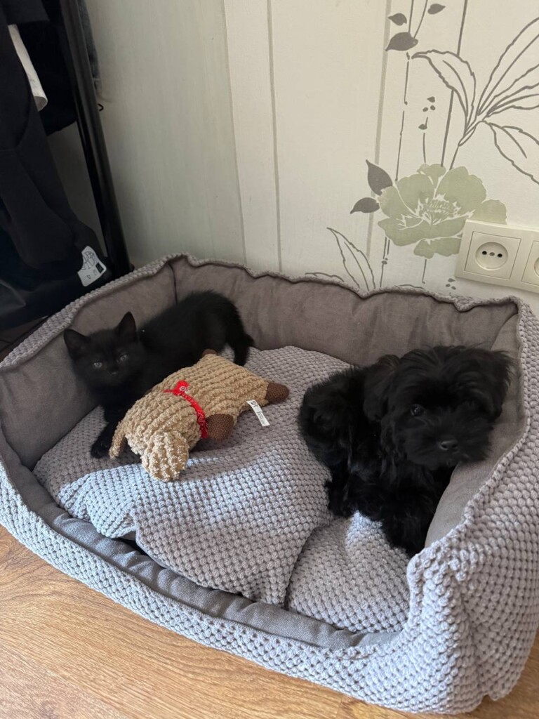 Суперкоманда «Схід SOS»: розповідаємо про хвостатих помічників фонду | БФ «Схід SOS», картинка №19