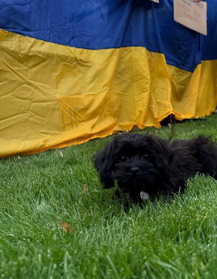 Суперкоманда «Схід SOS»: розповідаємо про хвостатих помічників фонду | БФ «Схід SOS», картинка №17