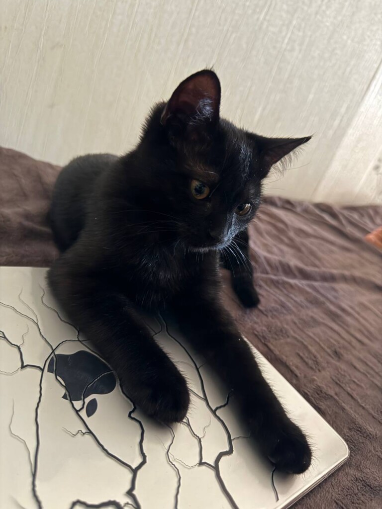 Суперкоманда «Схід SOS»: розповідаємо про хвостатих помічників фонду | БФ «Схід SOS», картинка №13