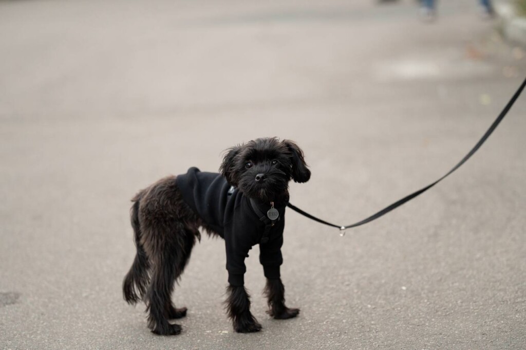 Суперкоманда «Схід SOS»: розповідаємо про хвостатих помічників фонду | БФ «Схід SOS», картинка №15