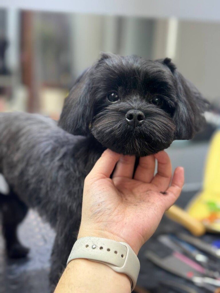 Суперкоманда «Схід SOS»: розповідаємо про хвостатих помічників фонду | БФ «Схід SOS», картинка №18