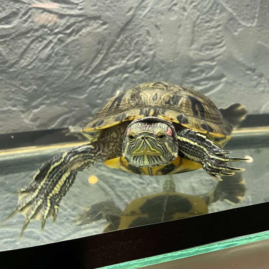 Суперкоманда БФ «Схід SOS»: продовжуємо розповідати про наших хвостатих помічників і помічниць | БФ «Схід SOS», картинка №9