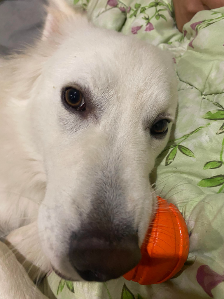 Суперкоманда БФ «Схід SOS»: продовжуємо розповідати про наших хвостатих помічників і помічниць | БФ «Схід SOS», картинка №3