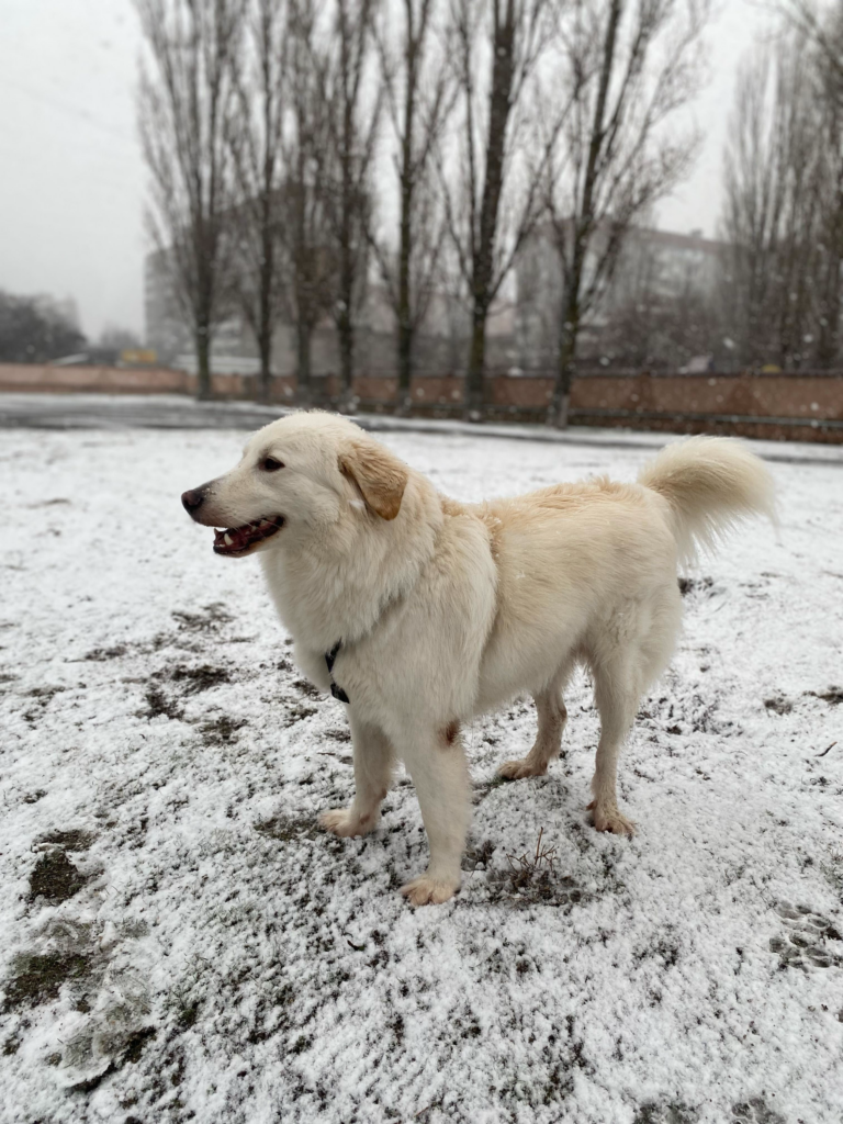 Суперкоманда БФ «Схід SOS»: продовжуємо розповідати про наших хвостатих помічників і помічниць | БФ «Схід SOS», картинка №4