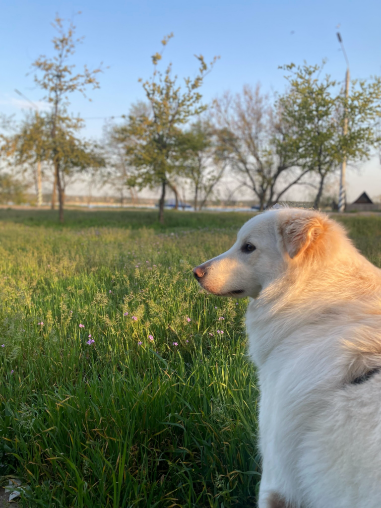 Суперкоманда БФ «Схід SOS»: продовжуємо розповідати про наших хвостатих помічників і помічниць | БФ «Схід SOS», картинка №2