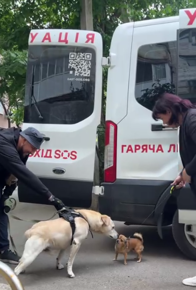 Суперкоманда «Схід SOS»: розповідаємо про хвостатих помічників фонду | БФ «Схід SOS», картинка №4