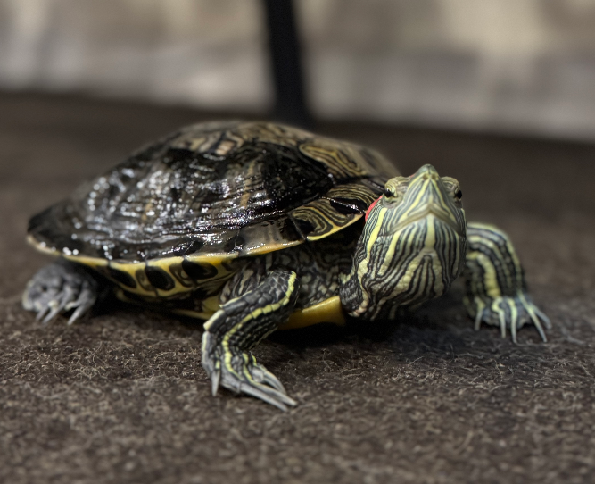 Суперкоманда БФ «Схід SOS»: продовжуємо розповідати про наших хвостатих помічників і помічниць | БФ «Схід SOS», картинка №10