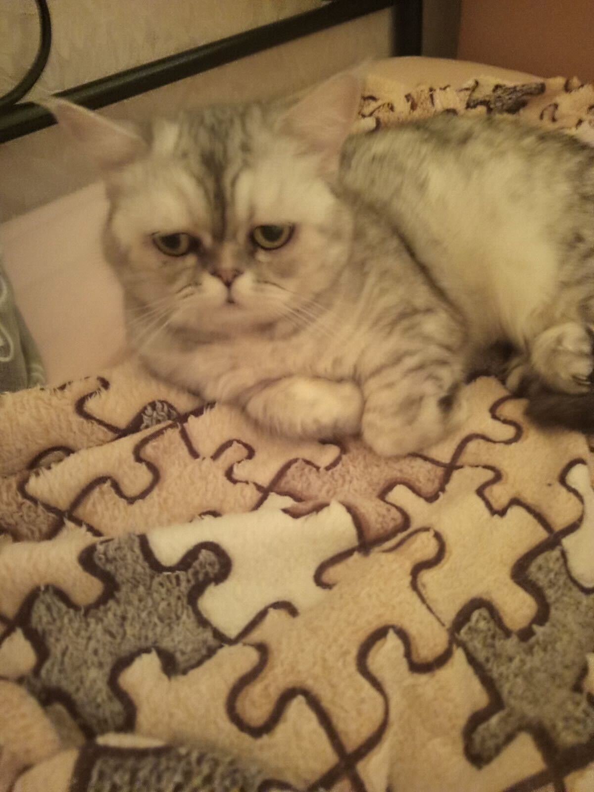 When War Forces a Choice, Family Comes First: The Story of a Rescued Family from Pokrovsk (Donetsk Region) | CF «East SOS», картинка №3