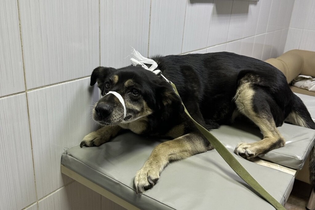 Евакуація разом із хвостиками: як БФ «Схід SOS» підтримує людей та їхніх тварин у складних обставинах | БФ «Схід SOS», картинка №2