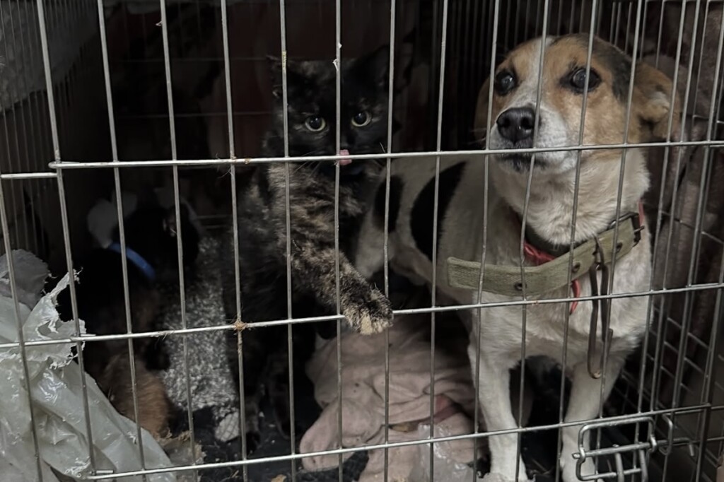 Евакуація разом із хвостиками: як БФ «Схід SOS» підтримує людей та їхніх тварин у складних обставинах | БФ «Схід SOS», картинка №3