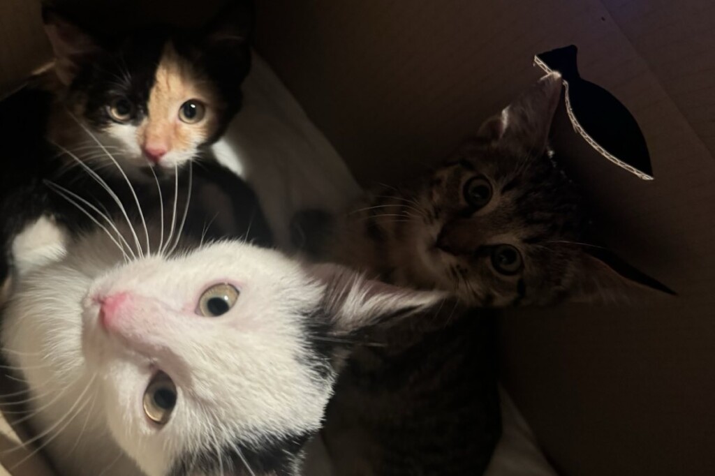 Евакуація разом із хвостиками: як БФ «Схід SOS» підтримує людей та їхніх тварин у складних обставинах | БФ «Схід SOS», картинка №5