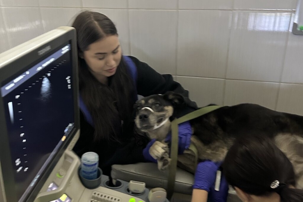 Евакуація разом із хвостиками: як БФ «Схід SOS» підтримує людей та їхніх тварин у складних обставинах | БФ «Схід SOS», картинка №1