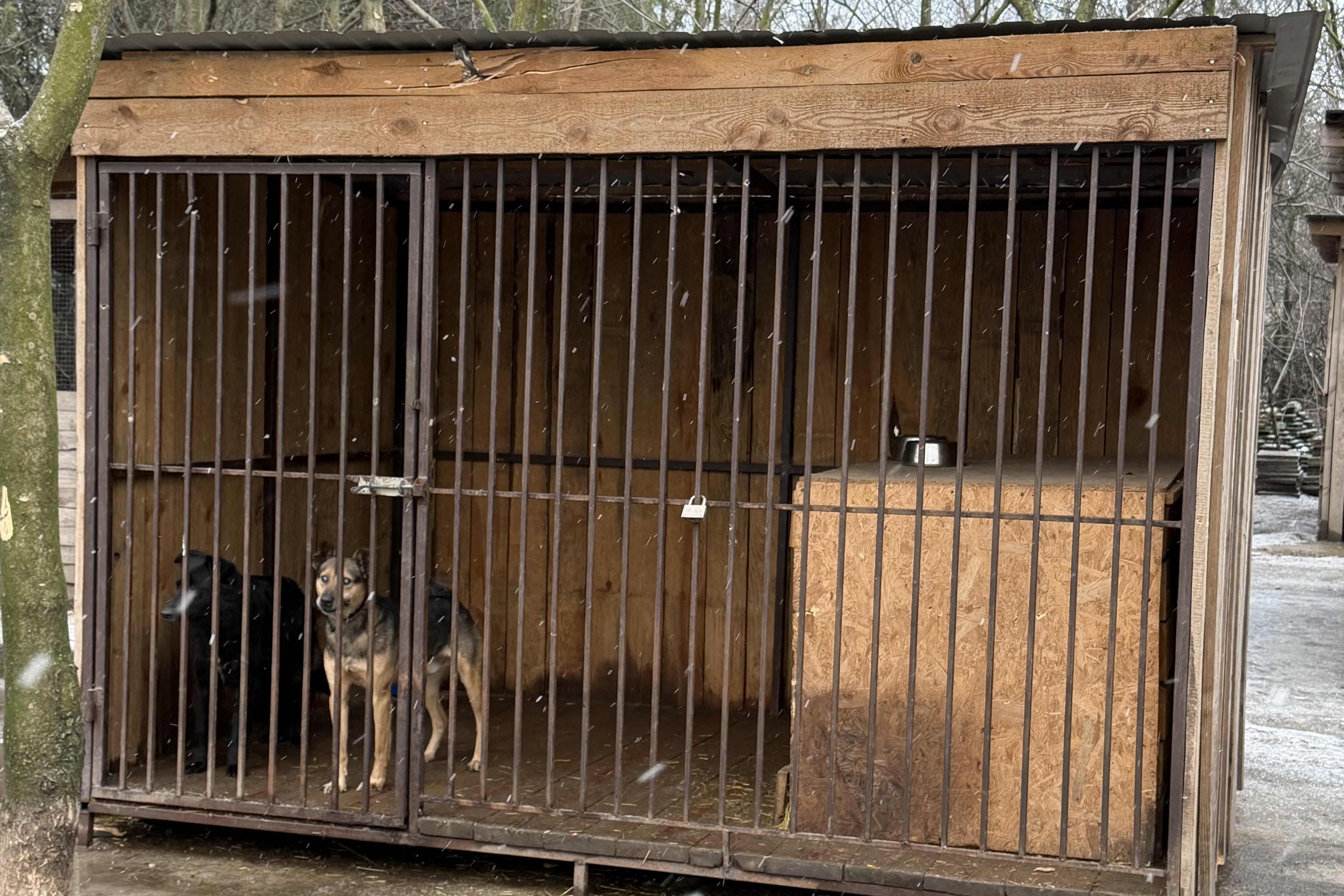 Благодійний фонд «Схід SOS» передав корм запорізькому прихистку, що постраждав від обстрілу | БФ «Схід SOS», картинка №5