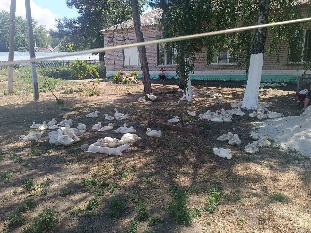 Донати в дії: у червні БФ «Схід SOS» скерував 62 700 грн на підтримку екоферми на базі МТП на Дніпропетровщині | БФ «Схід SOS», картинка №2
