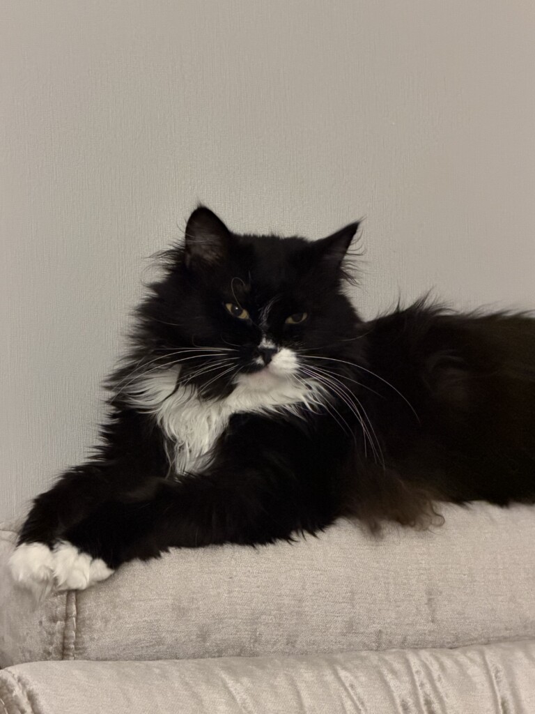 East SOS Super Team: Meet the Four-Legged Companions Who Bring Comfort with Hugs and Purrs | CF «East SOS», картинка №10
