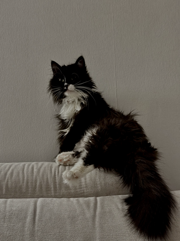 East SOS Super Team: Meet the Four-Legged Companions Who Bring Comfort with Hugs and Purrs | CF «East SOS», картинка №11