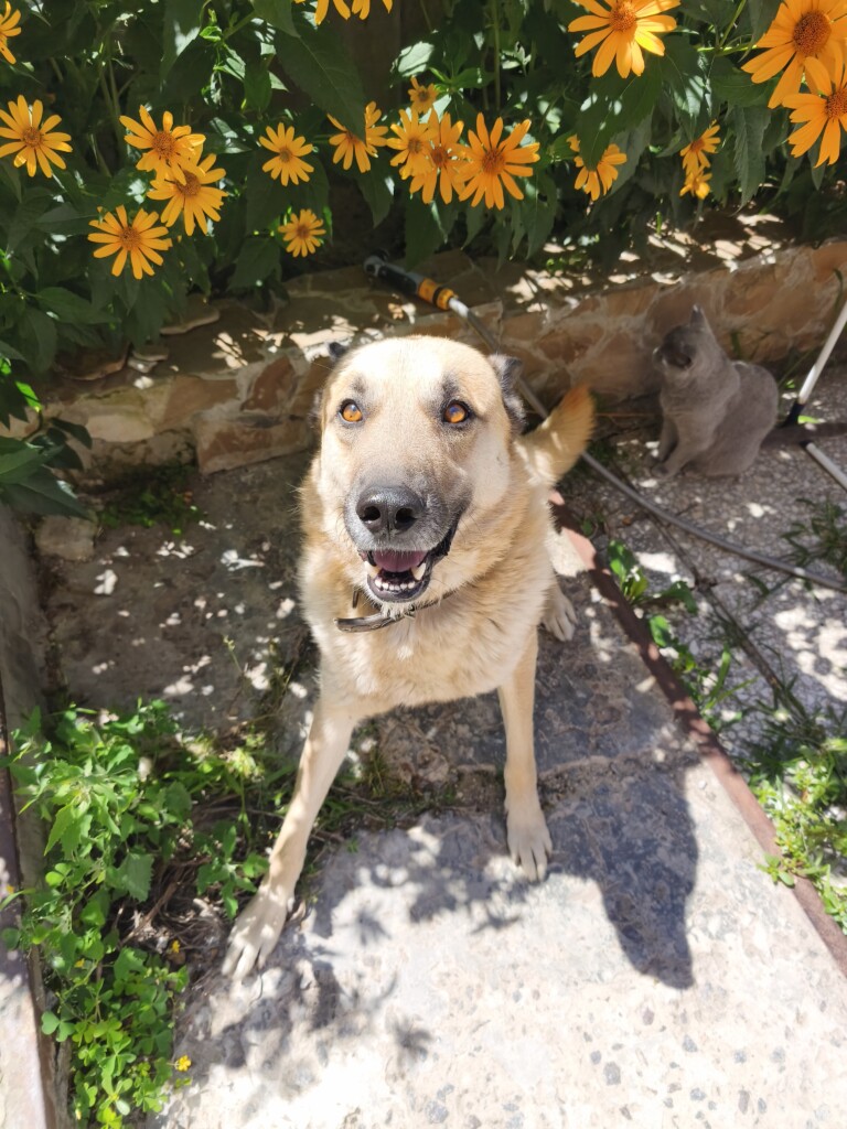 East SOS Super Team: Meet the Four-Legged Companions Who Bring Comfort with Hugs and Purrs | CF «East SOS», картинка №4