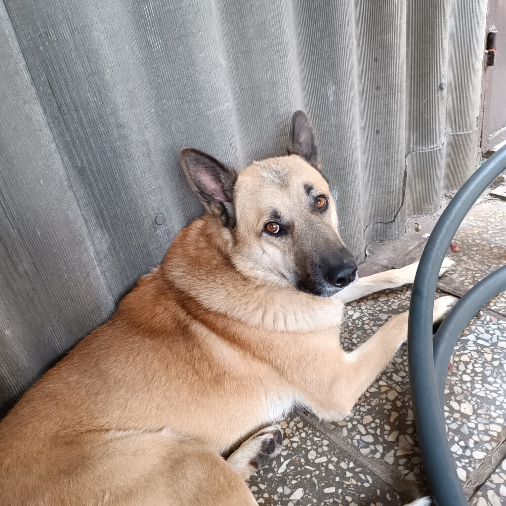 East SOS Super Team: Meet the Four-Legged Companions Who Bring Comfort with Hugs and Purrs | CF «East SOS», картинка №5