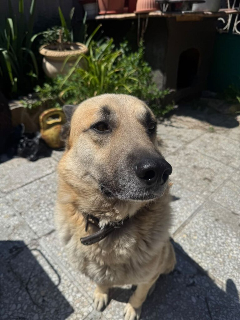 East SOS Super Team: Meet the Four-Legged Companions Who Bring Comfort with Hugs and Purrs | CF «East SOS», картинка №6