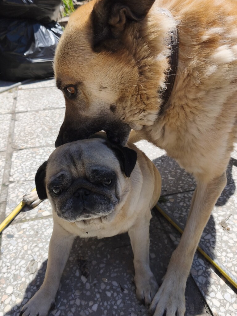 East SOS Super Team: Meet the Four-Legged Companions Who Bring Comfort with Hugs and Purrs | CF «East SOS», картинка №1