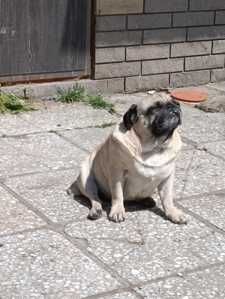 East SOS Super Team: Meet the Four-Legged Companions Who Bring Comfort with Hugs and Purrs | CF «East SOS», картинка №2