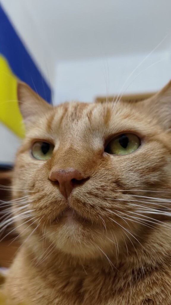 East SOS Super Team: Meet the Four-Legged Companions Who Bring Comfort with Hugs and Purrs | CF «East SOS», картинка №8