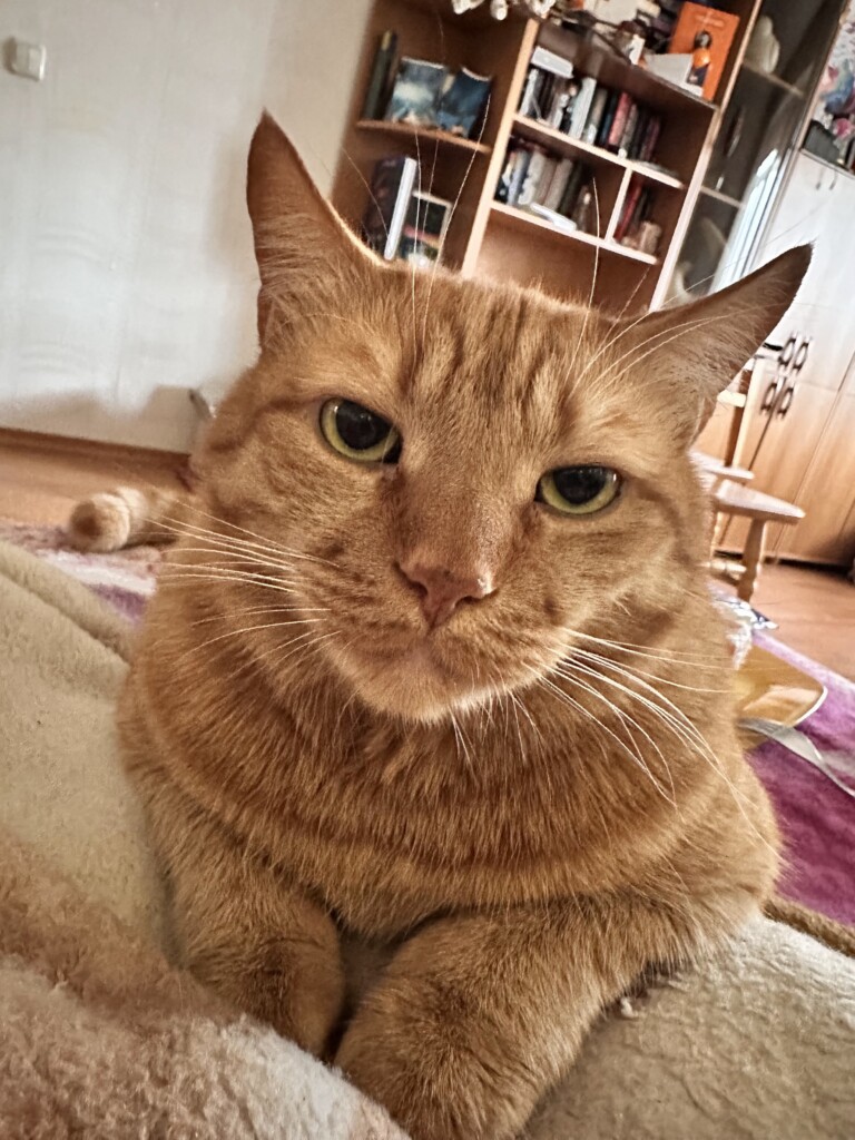 East SOS Super Team: Meet the Four-Legged Companions Who Bring Comfort with Hugs and Purrs | CF «East SOS», картинка №9