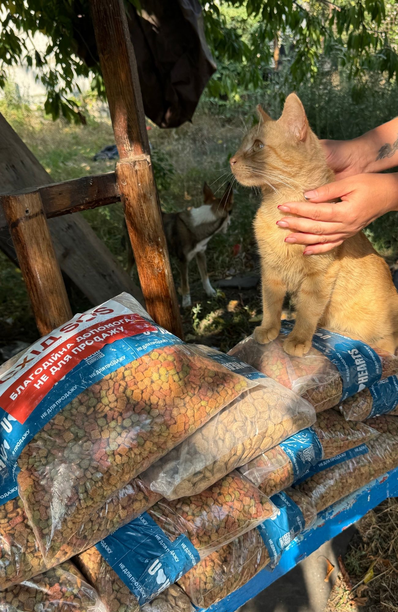 Together to a Safer Place: East SOS Shares Stories of Helping People and Their Pets | CF «East SOS», картинка №6