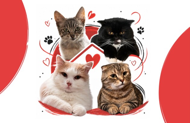 Rescue and a New Home: The Cat Stories of East SOS