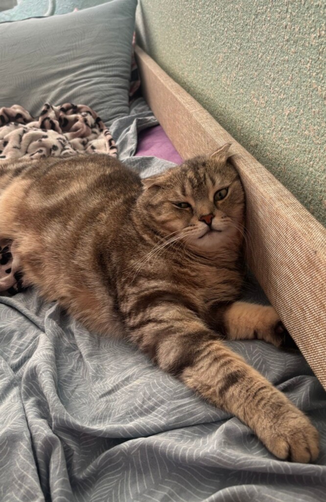 Rescue and a New Home: The Cat Stories of East SOS | CF «East SOS», картинка №4