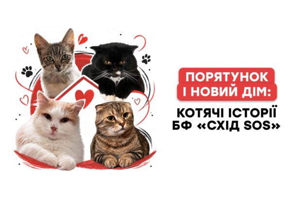 Порятунок і новий дім: котячі історії БФ «Схід SOS»