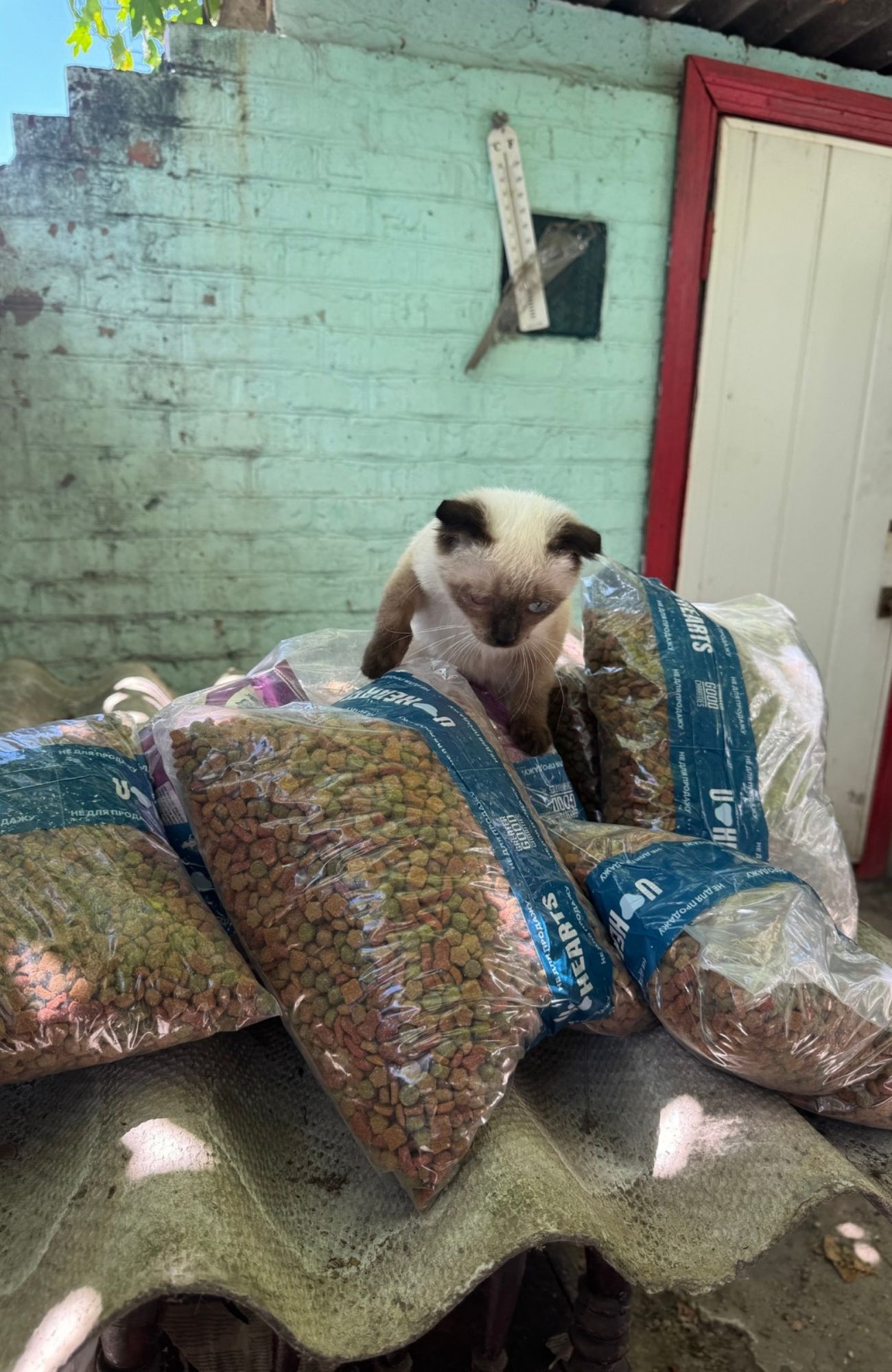 Together to a Safer Place: East SOS Shares Stories of Helping People and Their Pets | CF «East SOS», картинка №2